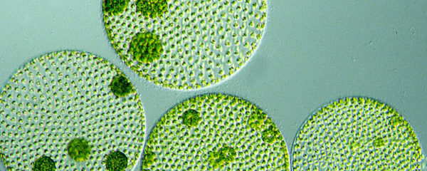 micro algues