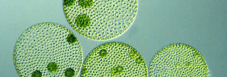 micro algues